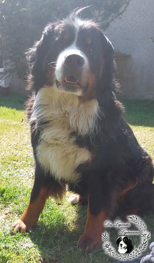 Sooki Au Coeur De L'aubance
