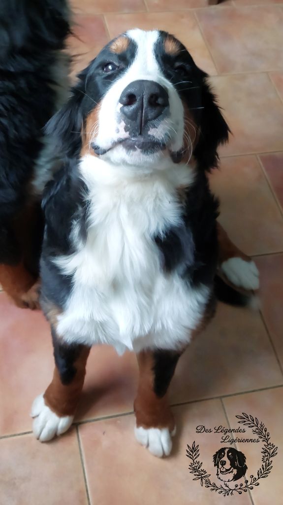 Alaska Du Chemin De Lélia