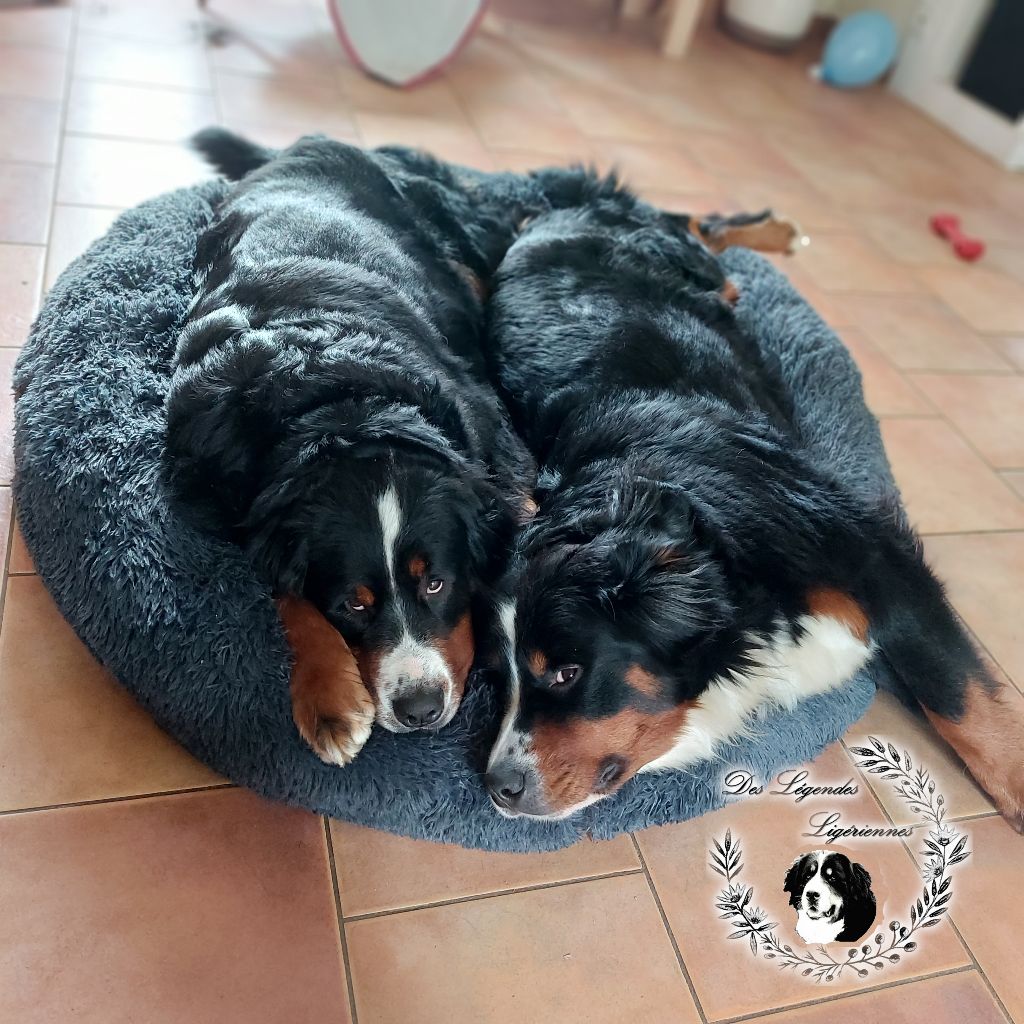 Sooki et Skye