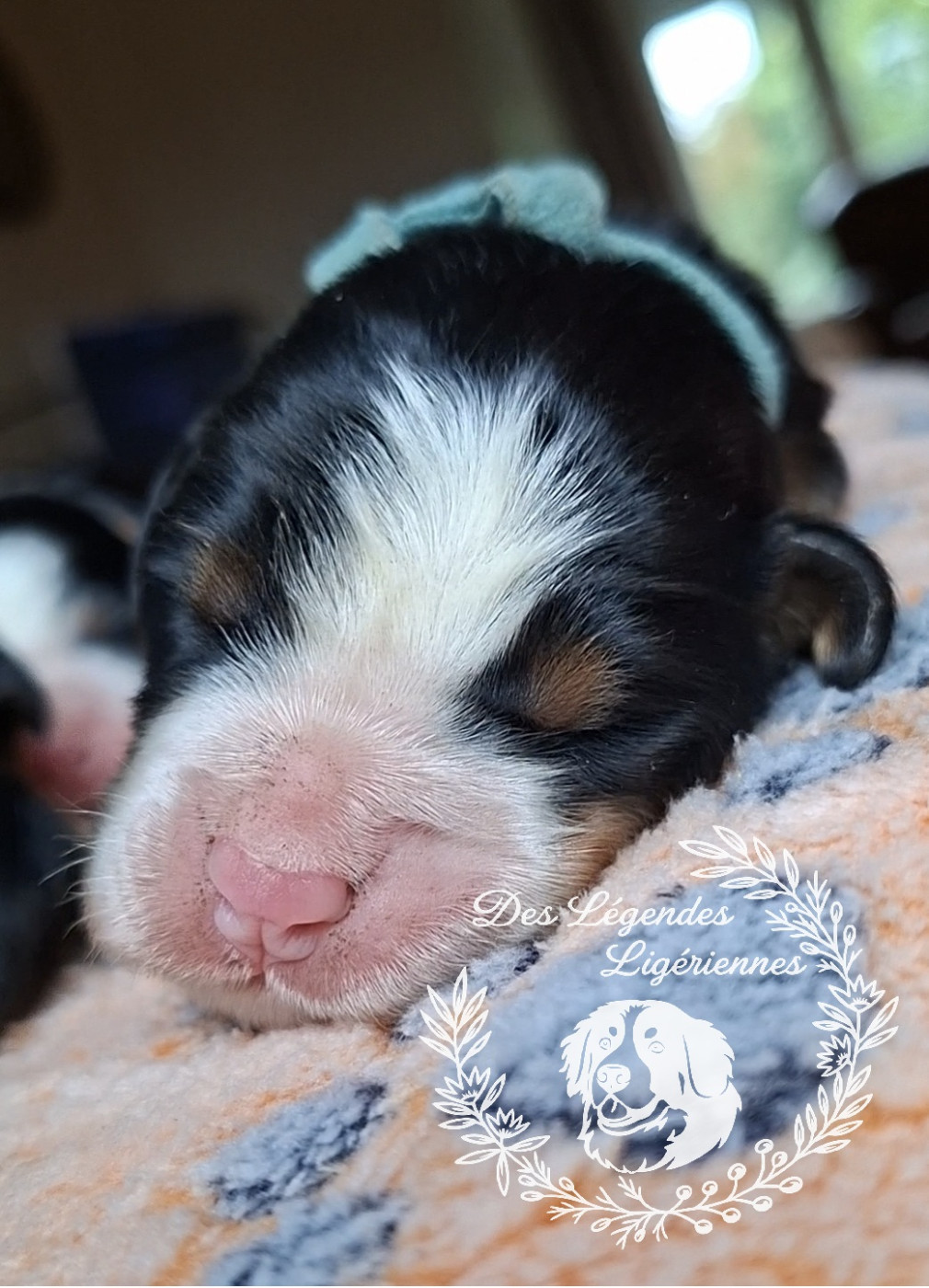 des Légendes Ligériennes - Chiots disponibles - Bouvier Bernois
