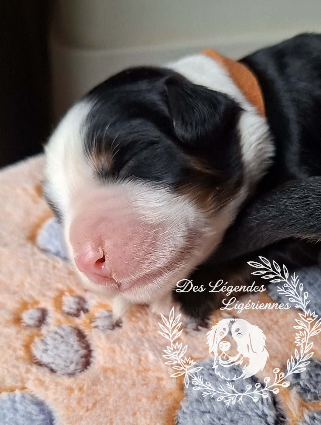 des Légendes Ligériennes - Chiots disponibles - Bouvier Bernois