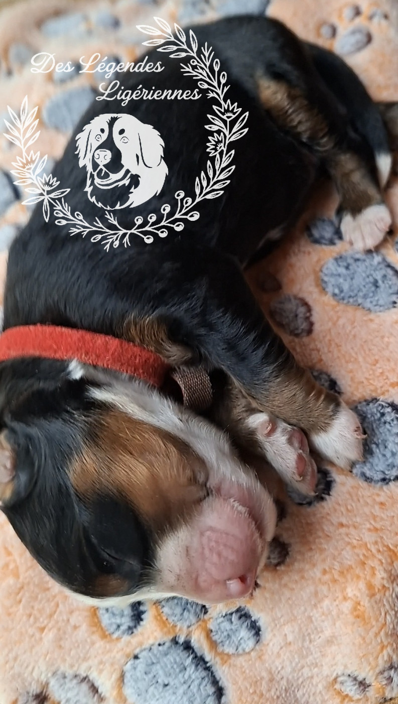 des Légendes Ligériennes - Chiots disponibles - Bouvier Bernois