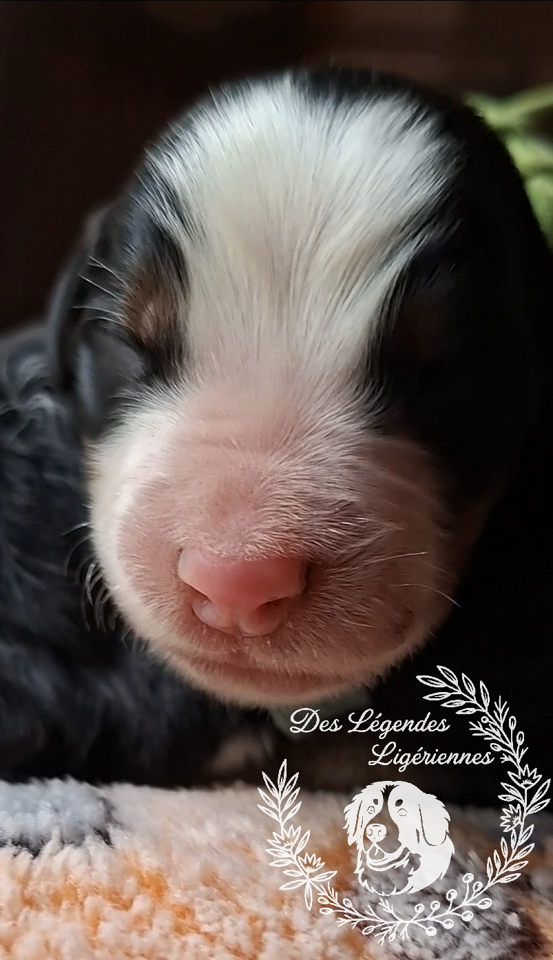 des Légendes Ligériennes - Chiots disponibles - Bouvier Bernois