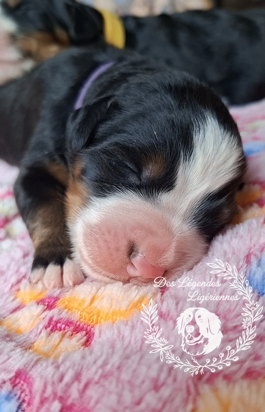 des Légendes Ligériennes - Chiots disponibles - Bouvier Bernois