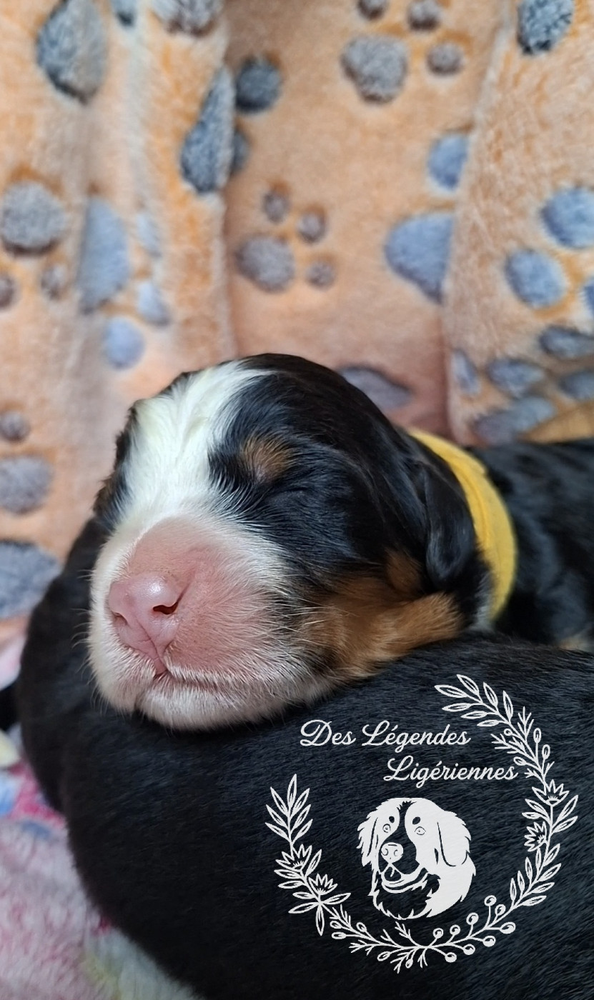 des Légendes Ligériennes - Chiots disponibles - Bouvier Bernois