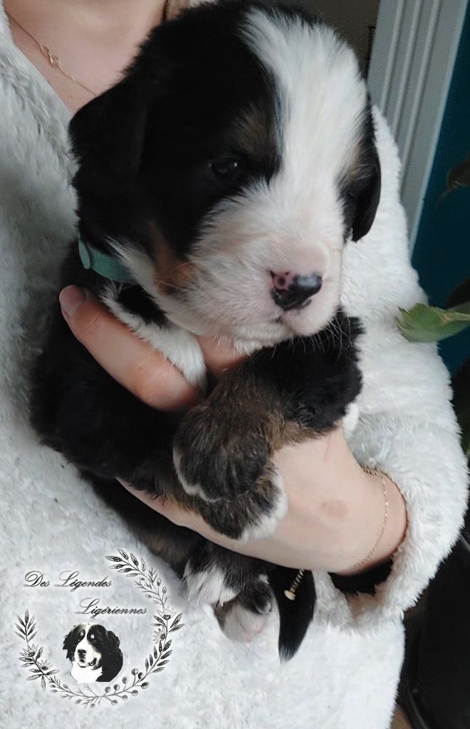 des Légendes Ligériennes - Chiots disponibles - Bouvier Bernois