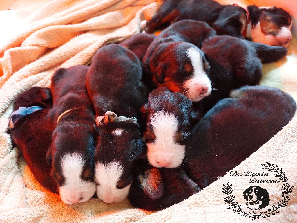 des Légendes Ligériennes - Bouvier Bernois - Portée née le 11/09/2025